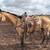 Gentle Buckskin Gelding 1 thumbnail