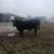 Angus calving ease bull 2 thumbnail
