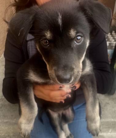 German shepherd mix (Long Beach)63893713801730120