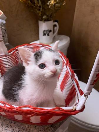 5 1/2 week old kittens (Federal way)64032525138306123