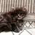 Persian kittens 1 thumbnail