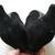 Women's Size 8 Hotter Comfort Black Suede Heels Like New 5 thumbnail