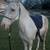 Beautiful green broke mule 7 thumbnail
