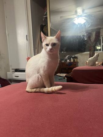 Rehoming fixed cats (Indio)63658067225089121
