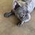 AKC French bulldogs 6 thumbnail