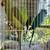 Indian Ringneck Babies for rehoming fee 1 thumbnail