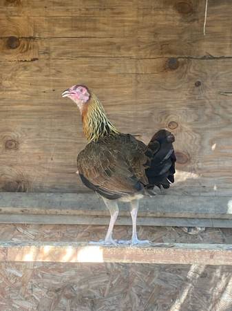Gamefowl hen 1