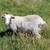Sheep - meat, weed eater, wool 3 thumbnail