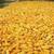 - DEER CORN - SHELLED CORN - MILO 2 thumbnail