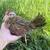 Kikiriki pullets 5 thumbnail