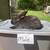 New Zealand, continental, mini rex 3 thumbnail