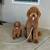 Golden doodle 3 thumbnail