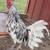 game chicken 9 thumbnail
