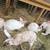 TAMUK rabbits 4 thumbnail