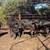 Black Brangus Replacement Heifers 8 thumbnail