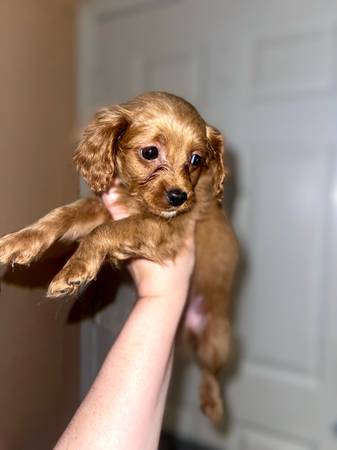 Cavapoo for sale 1