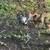 Chickens 3 thumbnail