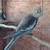 Cockatiels 1 thumbnail