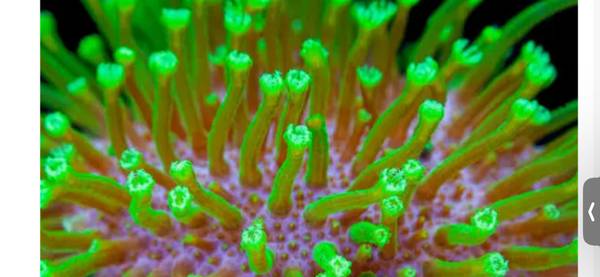 Bright Neon Green long stem Toadstool coral frag 1