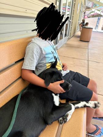 Borador (Border Collie/Labrador - Cachorro de 9 meses (Pleasanton)63658943152513121