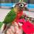 Tamed DNA Lovebirds & Green Cheek Conures 2 thumbnail