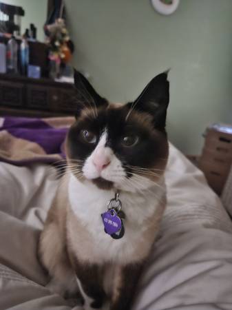 HELP! Missing Fur Baby. REWARD OFFER! (Silver Lake)64278786306563120