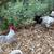 2 roosters 2 thumbnail