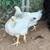 Chicks and pullets 1 thumbnail