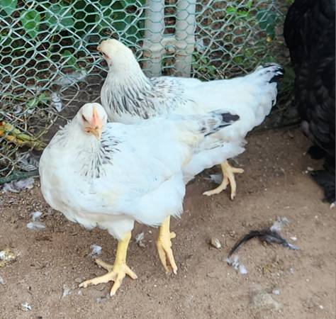 Chicks and pullets 1