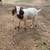 Boer goat wether (PENDING) 3 thumbnail