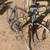 1996 Litespeed CatalystDavid Lynskey custom 53cmTitanium With only 23 9 thumbnail