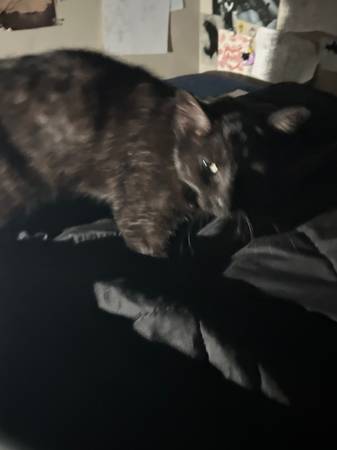 Two Found Cats- Separately63688917944835121