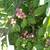 Small  Plum and Vine Cherry trees, mint bushes 4 thumbnail
