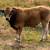Bulls 2 thumbnail