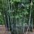 Clumping Blue Bamboo ~ B. chungii & B. chungii 'Barbellata' 12 thumbnail