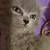 Halloween persians 2 thumbnail