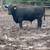 Angus bulls 3 thumbnail