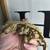 Crested geckos 8 thumbnail