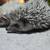 Baby Hedgehogs 2 thumbnail