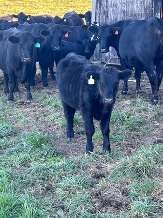 2 angus steers 1