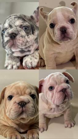 Male Frenchies Puppies 1