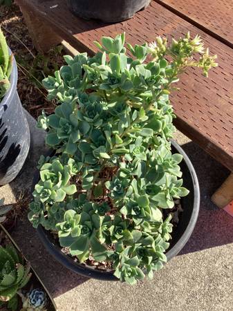 Roselike succulents, large size 1