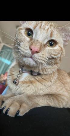 FEMALE KITTEN IN NEED OF A HOME! (Wheat Ridge)63921364989955121