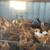 Chickens 1 thumbnail