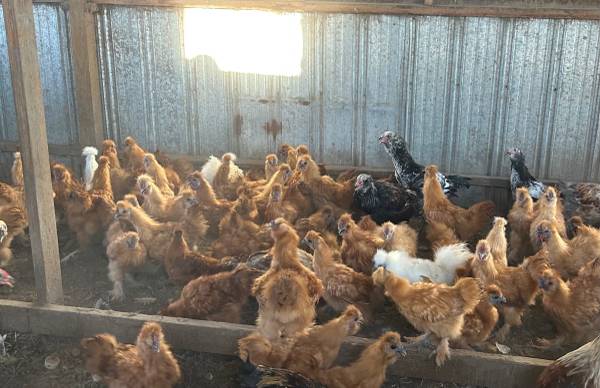 Chickens 1