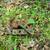 John Deere Model "LF" Fertilizer Distributor Parts 6 thumbnail