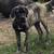 Mastiff 4 thumbnail