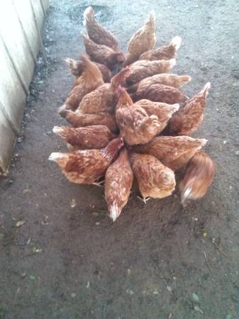 Loman Brown Laying Hens 1