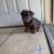 English/Frenchie Mix Puppies 14 thumbnail