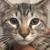 Rehoming Kittens & Their Mom 9 thumbnail